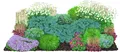 Dehner Bio Stauden-Set für Halbschatten-Beete, je 3x 8 verschiedene Gartenstauden, insgesamt 24 mehrjährige Pflanzen, je 10 cm, Ø Topf je 9 cm, weiß / hellblau / gelb / lavendel / grün