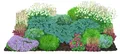 Dehner Staude Bio Stauden-Set für Halbschatten-Beete, je 10 cm exkl. Pflanztopf, je 3x 8 verschiedene Gartenstauden, insgesamt 24 mehrjährige Pflanzen
