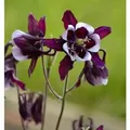 Akelei William Guiness - Aquilegia vulgaris