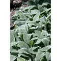 Stachys Byzantina Wollziest Cotton Boll Ca. 9x9 cm Topf