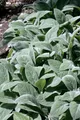 Pflanzen für Dich Staude Stachys byzantina Cotton Boll, 1 St., Wollziest, Eselsohr, Hasenohr