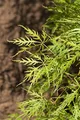 Acer palmatum 'Dissectum Viridis' 30-40 cm, Grüner Schlitzahorn, filigranes Laub, ideal für Kübel und kleine Gärten, pflegeleicht, herbstfärbend
