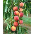 Prunus Persica Amsden Pfirsichbaum 150-200 cm