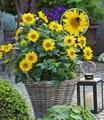 Winterharte Sonnenblume "SunCatcher®",1 Pflanze