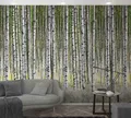 Fototapete Vlies Wald Birken Bäume weiß grau grün Marburg 47220 (12,90€/1qm)