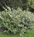 Zwerglorbeerkirsche Piri 30-40cm - Prunus laurocerasus