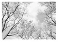 WallArena - Vlies Fototapete Baumkronen Wald schwarz weiß Baum Himmel 350x250 cm - Fototapeten - Tapeten - für Wohnzimmer Schlafzimmer - Vliestapete Wandtapete Tapete 3D Effekt- inkl. Kleister
