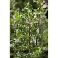 Ilex meserveae 'Blue Angel' -R- 40-50 cm