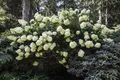 Pflanzen für Dich Gehölze Hydrangea pan. Phantom, 1 St., Rispenhortensie