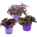 Exotenherz Zimmerpflanzen Trio Purple Leaves Set mit 3 Verschiedene Pflanzen mit Lila Blättern