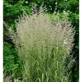 Reitgras Karl Förster - großer Topf - Calamagrostis acutiflora