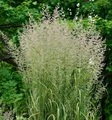 Reitgras Karl Förster - großer Topf - Calamagrostis acutiflora