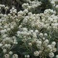 Blumixx Stauden Anaphalis triplinervis 'Sommerschnee' – Garten-Perlkörbchen, weiß blühend, winterharte Staude, pflegeleicht, für Beet