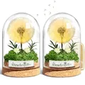 Wunscherfüller mit LED Licht, Echte Pusteblume im Glass, Ewig Geburtstagsgeschenk für Frauen Freundin Mädchen Geschenke für Geburtstag Hochzeit Jugendweihe Weihnachten Valentinstag 2 Stück (2 Stück)