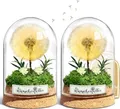 Wunscherfüller mit LED Licht, Echte Pusteblume im Glass, Ewig Geburtstagsgeschen