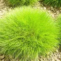 6er-Pack Kuscheliges Bärenfell - Festuca Gautieri: Natürlich weich im 9x9cm Topf.