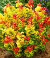 BALDUR Garten Zierstrauch Traubenheide 'Curly Gold®', 1 St., Purpurrote, immergrün, winterhart, mehrjährig, pflegeleicht