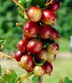 BALDUR Garten 1x Rote Säulen-Stachelbeere, Pflanze im 2 Liter-Topf, Ribes uva-crispa, Säulenobst, winterhart, platzsparende Säule für kleine Gärten, Balkone & Terrassen