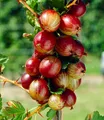 BALDUR Garten Obstpflanze Rote Säulen-Stachelbeere, 1 St., Selbstbefruchtend, winterhart, mehrjährig, pflegeleicht