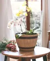 Jinfa 1 Pflanzkübel aus Kunststoff in Weinfassoptik bottich Blumenkübel | Farbe: Walnuss | Design: Weinfass | Ø 38 cm