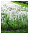 BALDUR Garten 3x Mädchenhaargras Federgras, Pflanzen im 9x9 cm-Topf, Engelshaargras, winterhart, Garten-Ziergräser, winterharte Staude, trockenresistent, mehrjährig, blühend, Stipa borysthenica