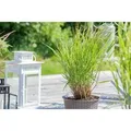 Panicum Virgatum Rehbraun Rutenhirse Braun Ca. 9x9 cm Topf