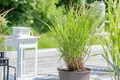 Panicum virgatum 'Rehbraun', Rutenhirse, braun, ca. 9x9 cm Topf