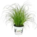 Exotenherz Katzengras Cyperus Alternifolius 3 Pflanzen zur Verdauungsunterstützung von Katzen