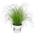 Katzengras - Cyperus alternifolius - 3 Pflanzen - zur Verdauungsunterstützung von Katzen
