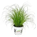 Katzengras - Cyperus alternifolius - 3 Pflanzen - zur Verdauungsunterstützung vo