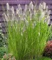 BALDUR Garten 1x Lampenputzergras Magic, Pflanze im 9x9 cm-Topf, Pennisetum alopecuroides Magic, Ziergras, 3 Pflanzen pro Quadratmeter, winterharte Staude, trockenresistent, mehrjährig, blühend