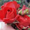 Paul`s Scarlet Climber Ramblerrose im großen 7,5 liter Topf