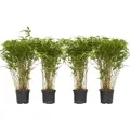 Bambus - 4 Stk - Fargesia nitida 'Gansu' - Höhe 50-70cm - ⌀17cm - Grün