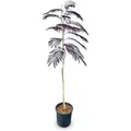 Sunny-Tree Schlafbaum Albizia Julibrissin Summer Chocolate 150 cm Winterharter Baum mit Rosa Blüte Seidenakazie