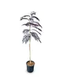 Sunnytree - Schlafbaum - Albizia Julibrissin 'Summer Chocolate' - Winterharter Baum - Rosa Blüte - 160cm - Seidenakazie
