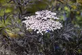 Sambucus nigra 'Black Lace' 100–125 cm – Winterhart, Mehrjährig, Pflegeleicht – Schwarzer Holunder – Heckenpflanze für Garten & Sichtschutz
