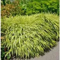 Japan Goldbandgras - Hakonechloa macra