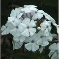 Hohe Flammenblume Weiße Wolke - Phlox paniculata