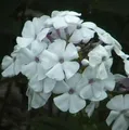 Hohe Flammenblume Weiße Wolke - Phlox paniculata - lebende Gartenpflanze aus den Baumschulen