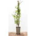 Lonicera Japonica Halliana Japanische Geißschlinge Cremeweiß 60–100 cm