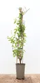 Lonicera japonica 'Halliana' 60–100 cm – Winterhart, Mehrjährig, Pflegeleicht – Japanisches Geißblatt – Kletterpflanze für Pergola & Rankhilfe
