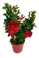 Dipladenia Sundaville, mediterrane Kletterpflanze, Rot im 13 cm Topf
