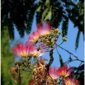 Hochstamm Seidenakazie Evis Pride - Schlafbaum 80-100cm - Albizia julibrissin