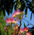 Hochstamm Seidenakazie Evis Pride - Schlafbaum 80-100cm - Albizia julibrissin
