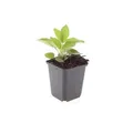 Zierstaude - Sonnenhut - Rudbeckia fulgida 'Goldsturm' - 9cm Topf - Set mit 12 Pflanzen