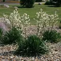Palmlilie - großer Topf - Yucca filamentosa