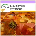 SAFLAX - Amerikanischer Amberbaum - 100 Samen - Liquidamber styraciflua