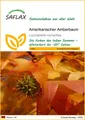 SAFLAX Blumensamen SAFLAX - Amerikanischer Amberbaum - 100 Samen - Liquidamber