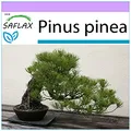 SAFLAX - Bonsai - Mittelmeer-Pinie - 6 Samen - Pinus pinea
