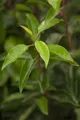 Prunus lusitanica, Portugiesischer Lorbeer, immergrün, 40–60 cm